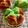 Cooksnap dari Dapur Ngebul Ive untuk resep Bolu Kukus Mekar Tanpa SP Irit Telur