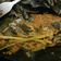 Cooksnap dari dewi untuk resep Pepes ikan kembung