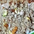 Farzana Memon 's cooksnap of when they made Panjeeri.