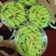 Cooksnap dari Dien Yuniar untuk resep Cookies Ulat 3 Bahan Simple & Enak
