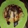 Cooksnap dari Nia Rachmawati untuk resep Pancake teflon mudah