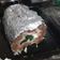 El cooksnap de elimperialmdg713 cuando hizo Rollo de carne picada.