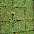 Asha Galiyal का कुकस्नैप जब उन्होंने फलाहारी लौकी बर्फी (falahari lauki barfi recipe in hindi बनाया था।