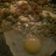 El cooksnap de Leonardo Garcia cuando hizo Arvejas salteadas con huevo.