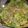 Rafandha Raiy Semrawood's cooksnap of when they made Chicken cesar salad.