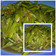 Cooksnap dari Siswaty Elfin Bachtiar untuk resep Salad Buncis Tahu