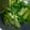 美美 的 燙 青江菜 cooksnap