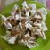 Cooksnap dari Natalia Andri Kriswandi untuk resep Dimsum/siomay ayam x udang nyumyyy!!