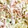 Cooksnap από Stacy! στη συνταγή Coleslaw my way