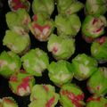 Cooksnap dari Icha kurniawan untuk resep Bolu Kukus Semangka Mekar, Lembut Tanpa Soda 😁😙😋