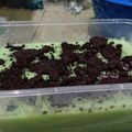 Cooksnap dari Wita Shafaa untuk resep Puding Roti Agar Agar Simpel