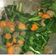 Cooksnap dari Dewi Fitriani untuk resep Tumis Caisim Wortel Bakso