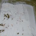 Cooksnap dari IM yoenna untuk resep Es Krim Homemade