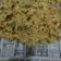 Cooksnap dari Anisa Rosiana untuk resep Rempeyek kacang tanah renyaaah
