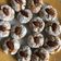 Cooksnap de Aset sur la recette Ghoriba aux amandes