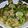 Tanima Sarkhel's cooksnap of when they made Lemon Chicken.