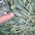 کوک اسنپ Hakhamanesh Kerman بعد از امتحان کردن ترشی کَبَر یا کاپاریس.