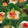 Cooksnap dari ari dhamayanti untuk resep Kue talam gurih abon (jenang suro)