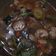 Cooksnap dari Agesti Eka untuk resep Tumis Brokoli Udang