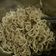 Cooksnap dari Stephanie Surianto untuk resep Indomie goreng kw rasa mirip banget
