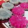 Cooksnap dari 🍰Aisyah Syarif🍰 untuk resep Kue lapis praktis n lembut bgt