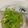 aprilita 的 涼拌山苦瓜 Cold Wild Bitter Gourd cooksnap