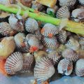 Cooksnap dari Rhena untuk resep Kerang Dara Saus Tiram Pedas