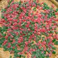 Cooksnap dari Cha Cha Maricha untuk resep Jelly Candy (Permen Yupi KW atau Permen Agar-agar / Jelly)