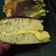 Cooksnap dari Sri Wuwuh Darwangsih untuk resep Martabak manis teflon (lembut dan bersarang)