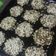 El cooksnap de javiera echeverria cuando hizo Hamburguesas al horno de soja texturizada rebozadas en avena.