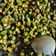 santosh dalmia goyal का कुकस्नैप जब उन्होंने भिंडी की सब्जी (bhindi ki sabzi recipe in Hindi) बनाया था।