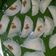 Cooksnap dari Noviantry Eka W (Kiza food) untuk resep Choipan Bengkuang Ebi