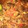 Cooksnap dari Niza Wulandari untuk resep Oseng mercon kambing