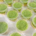 Cooksnap dari ETIK untuk resep Puding Lumut Mentega
