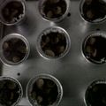 Cooksnap dari Oktavira G. Wibowo untuk resep Eggless Chocolate Cupcake