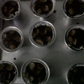 Cooksnap dari Oktavira G. Wibowo untuk resep Eggless Chocolate Cupcake