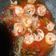 Cooksnap dari Faridatul Khasanah untuk resep Udang Saus Tiram