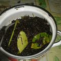 Cooksnap dari Meggy Nagul untuk resep Sambel goreng ubi kuning pedas