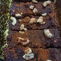 Cooksnap dari 🐇 舒珊 🐇 untuk resep Red bean brownies diet
