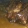 Cooksnap dari Tien_cc untuk resep Steak Daging Homemade