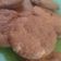 El cooksnap de juliateran cuando hizo Galletitas con harina integral.