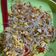 Cooksnap dari virby untuk resep Lumpia basah Bandung (#pr_homemadestreetfood)