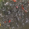 Cooksnap dari Umi Satria Arsya Khiar untuk resep Cumi Sotong masak hitam