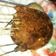 Cooksnap dari Kasmawati untuk resep Sate Sapi Bumbu Kacang #FestivalResepAsia#[Indonesia]#DagingSapi