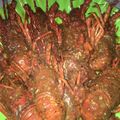Cooksnap dari Lukie Dion untuk resep Lobster Saus Padang