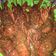 Cooksnap dari Lukie Dion untuk resep Lobster Saus Padang