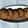Sangita Vyas's cooksnap of when they made મકાઈ ના લોટ ના વડા.