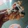 Cooksnap dari Irma Susanti untuk resep Pizza Teplon Homemade