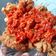 Cooksnap dari Mamay Mabruroh untuk resep Sambal Ayam Geprek (Sambal only)
