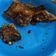 Cooksnap dari Aini Nadhifa untuk resep Krengsengan Daging Surabaya